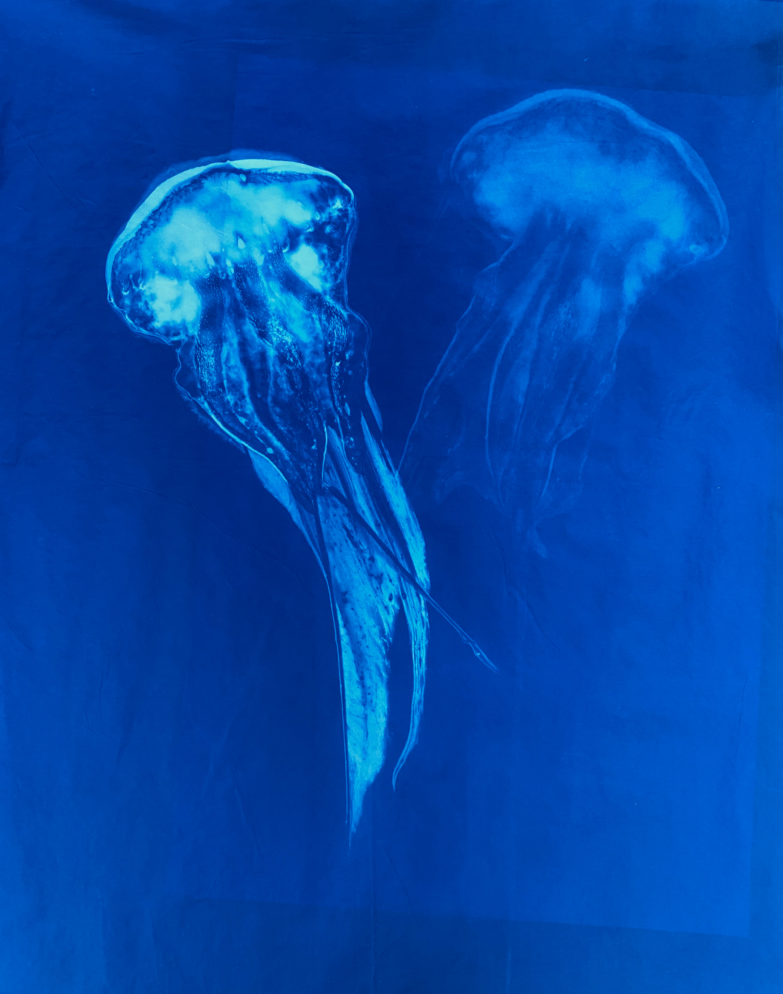Two luminous blue jellyfish forms against a deep blue background