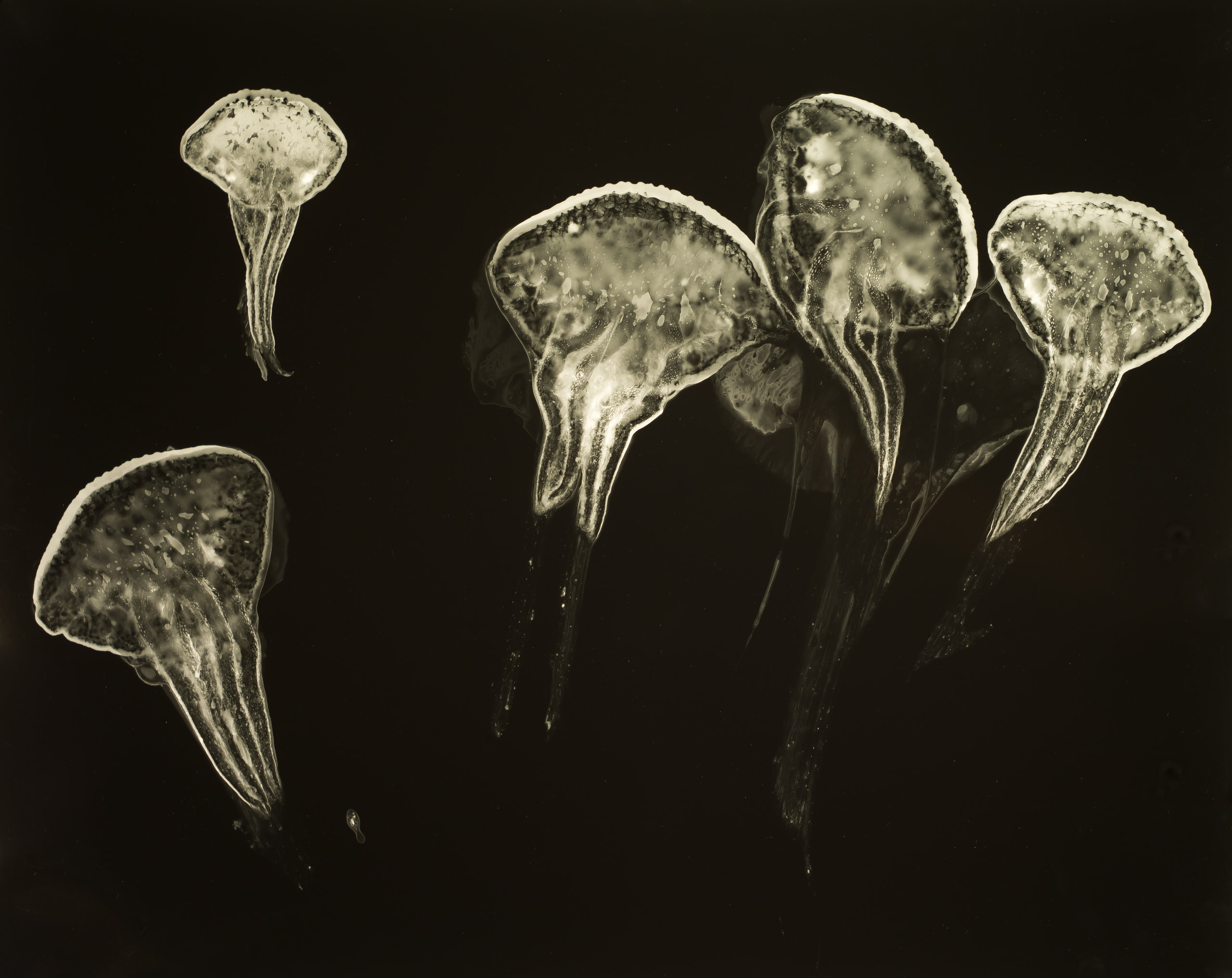Five pale jellyfish forms with trailing tentacles against a dark background