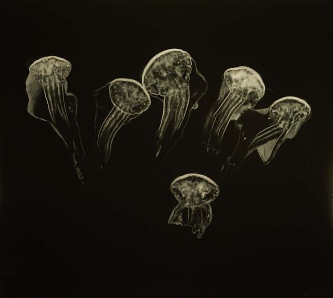 Six pale jellyfish forms arranged against a dark background
